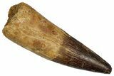 Real Fossil Spinosaurus Tooth - Huge Dinosaur Tooth #335986-1